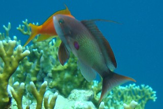 Pseudanthias squamipinnis - Juwelen-Fahnenbarsch